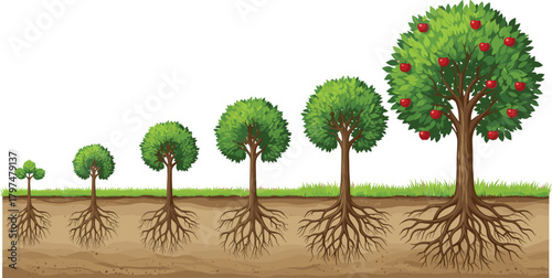 Detailed illustration showing stages of tree growth from small seedling to mature fruit-bearing tree with visible root system and soil layers
