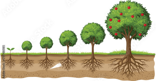 Detailed illustration showing stages of tree growth from seedling to mature fruit-bearing tree with roots, soil layers and natural development process