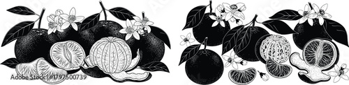 Detailed botanical line art drawing of citrus fruits, leaves, and delicate blossoms for natural packaging