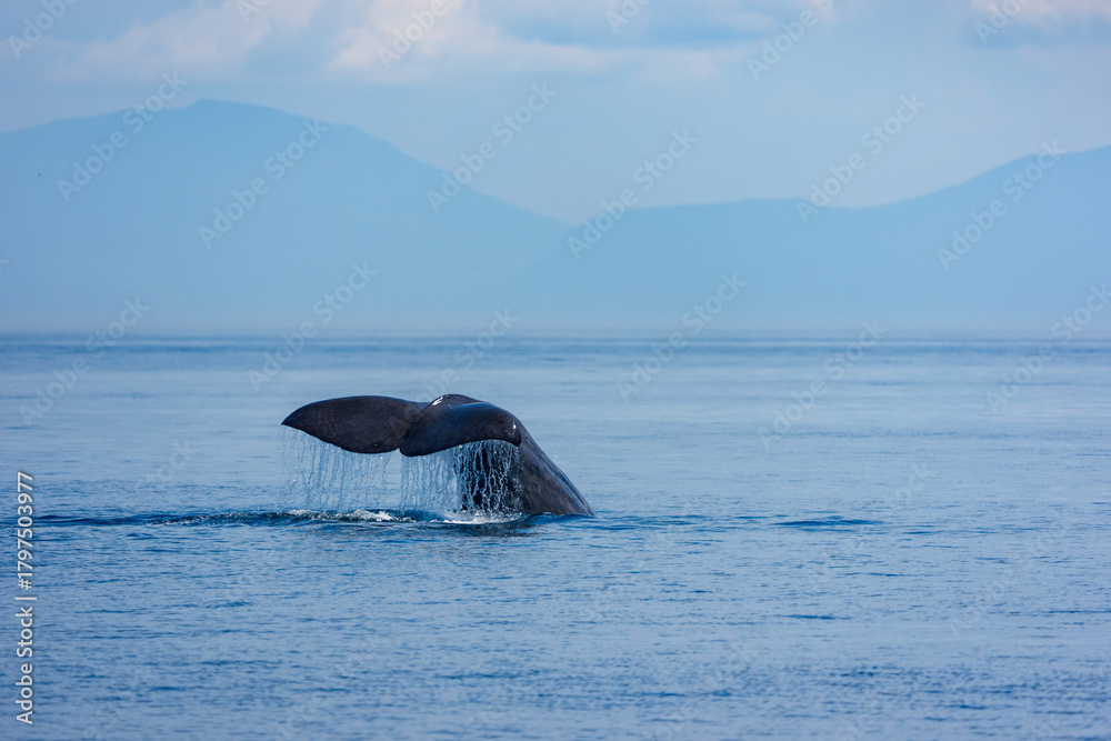 Naklejka premium 北海道知床・羅臼沖で観察されたマッコウクジラ（Physeter macrocephalus）の潜水行動 ― 海洋生態系と希少種の記録写真