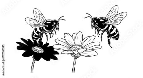 Bees and flowers illustration black and white vector design