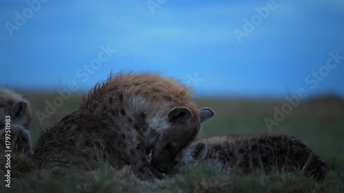 Hyena Cubs Grouped in Kenya Grassland at Blue Hour