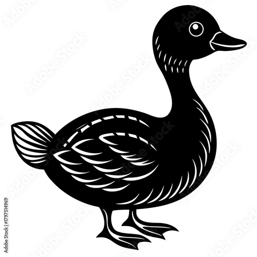 duck isolated on white background