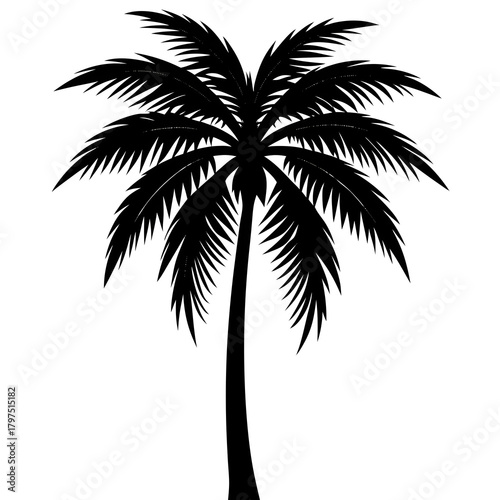 silhouette of palm tree
