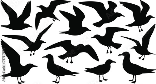 Seagull silhouette, flying bird icons, coastal bird shapes, black bird design, nature symbol, wildlife illustration, decorative animal graphic, sea bird art