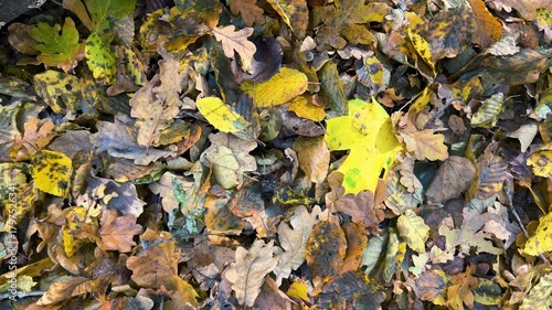 Fallen oak and maple leaves, a log with Daedaleopsis tricolor fungi growing on it in an autumn deciduous forest. Sunlight shimmers on the mushrooms' surface.