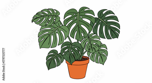 Monstera deliciosa plant in a terracotta pot adds a touch of nature to any space