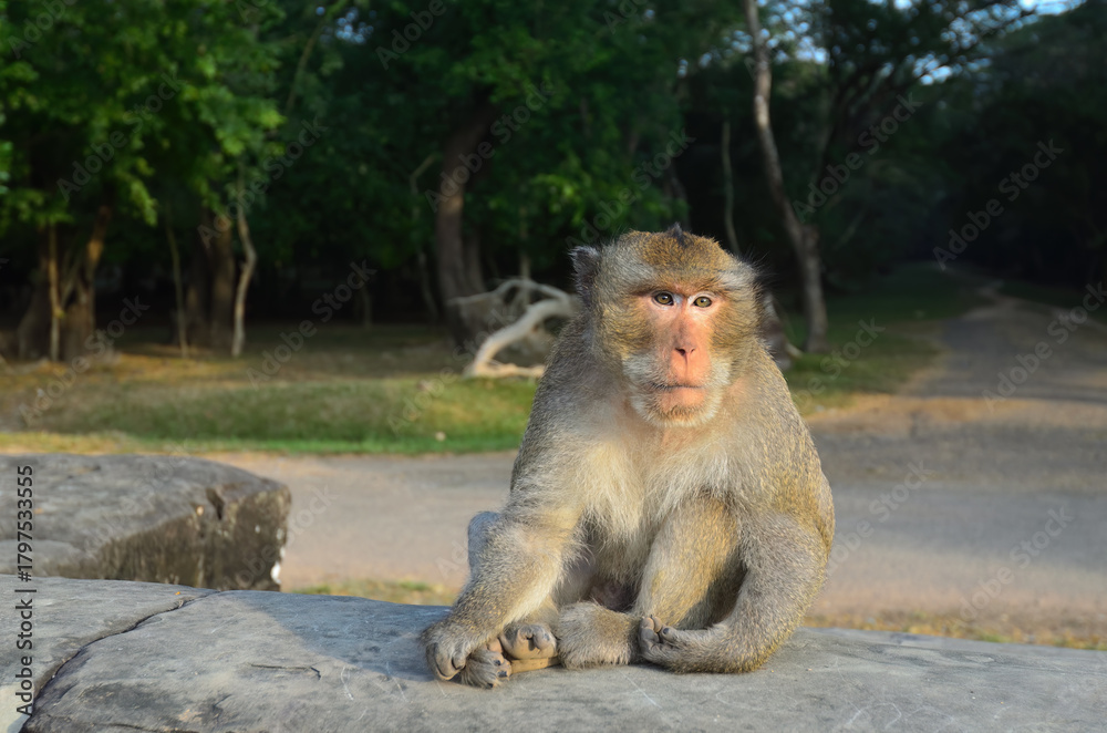 Fototapeta premium Temple Monkey in Angkor Wat. Cambodia
