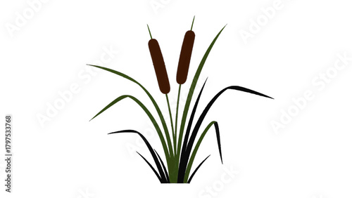 Vector illustration of illustration of cattails growing in water with green leaves and brown seed heads on a transparent background