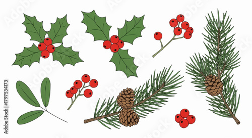 Collection of winter Christmas plants vector illustration, including holly, mistletoe, pine branches, and red berries isolated on a white background