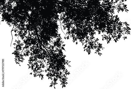 Silhouette of tree branches and leaves against a white background in a low angle perspective view