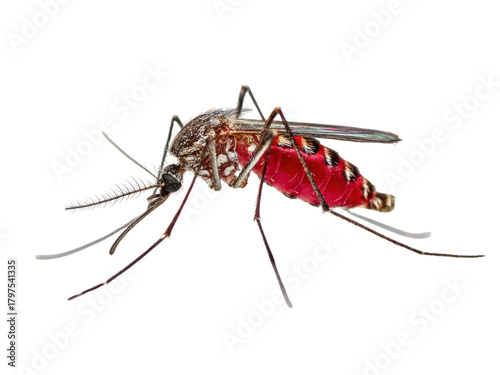 A mosquito is laying on a white background