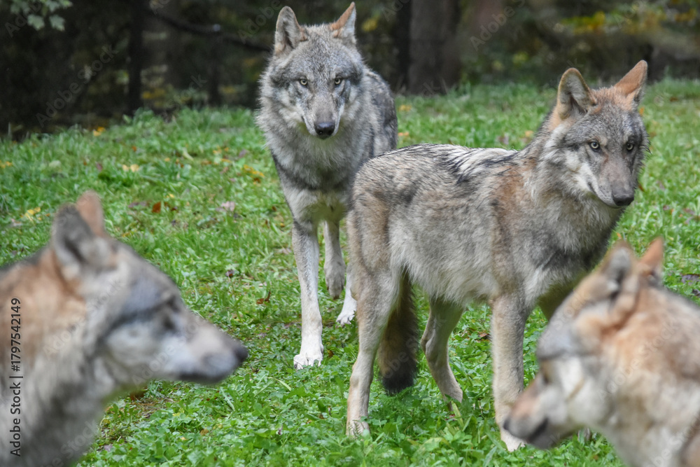 Fototapeta premium Wolf pack gathered on the forest edge