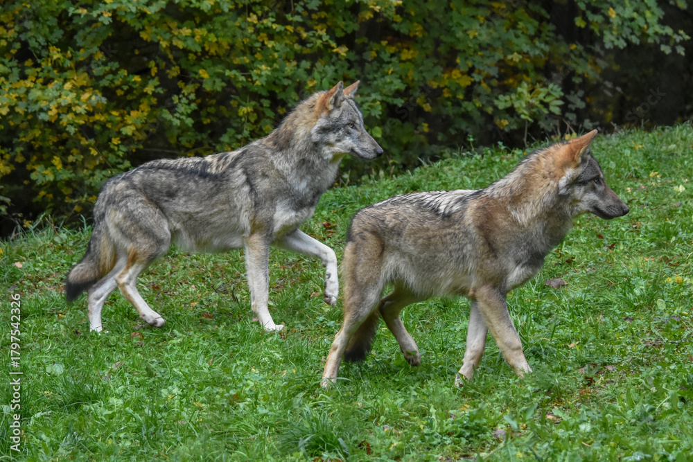 Fototapeta premium Two wolves gaze intently ahead.