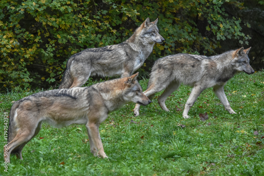 Fototapeta premium Wolf pack gathered on the forest edge