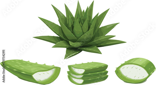 Aloe Vera Plant and Slices Vector Illustration, Symbolizing Natural Skincare, Organic Medicine, and Healthy Herbal Product Designs.Aloe Vera Plant and Slices Vector Illustration, 
