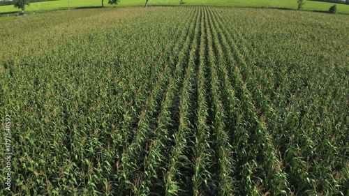 Aerial view of a vast green corn field with straight rows of young plants