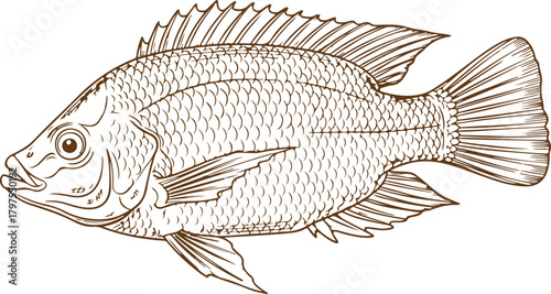Detailed line drawing of a tilapia fish in profile vector illustration