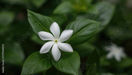 The jasmine flower displays pure white petals and a captivating aroma, often associated with beauty and purity, ideal for fragrance products.