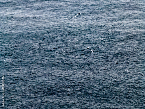 Canvastavla Aerial view of common dolphins feeding above huge dragnet in Donegal Bay, Irelan