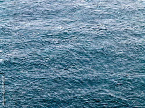 Fotografie Aerial view of common dolphins feeding above huge dragnet in Donegal Bay, Irelan