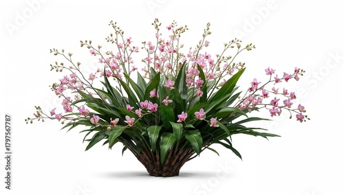 Tropical orchid plant bush with white background, suitable for editorial header background