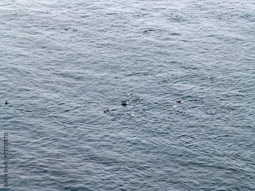 Aerial view of common dolphins feeding above huge dragnet in Donegal Bay, Ireland