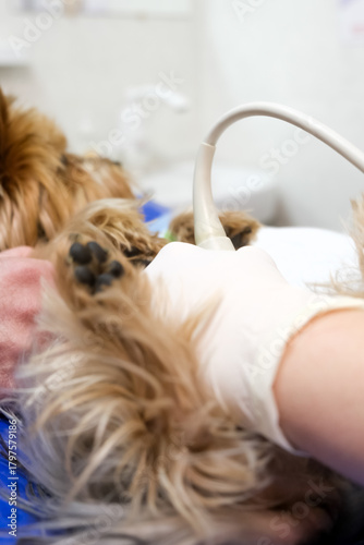 A veterinarian performs an ultrasound on a Yorkshire Terrier in a veterinary clinic. Concept diagnostic imaging