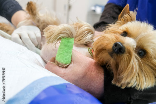 A veterinarian performs an ultrasound on a Yorkshire Terrier in a veterinary clinic. Concept diagnostic imaging