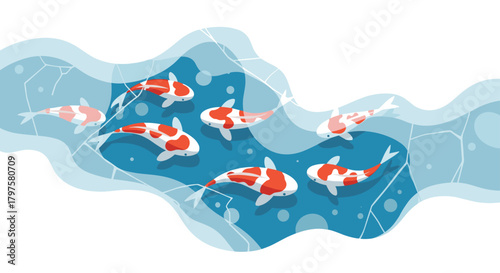 Elegant red and white koi fish swimming gracefully in clear blue water, bringing vibrant life and tranquility to your designs and projects