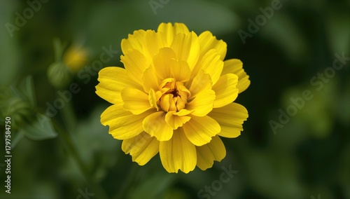 Bright yellow blossom, symb...