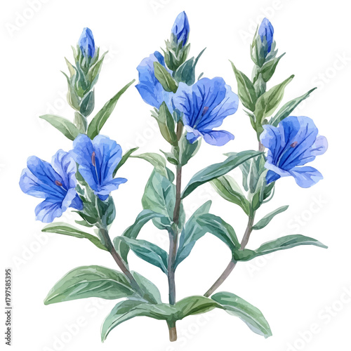 Scaevola Flower, watercolor illustration featuring soft shadows and luminous, isolated on a white background.