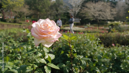 Rose bloom in a vibrant gar...