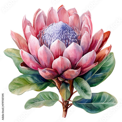 Protea Flower, watercolor illustration featuring soft shadows and luminous, isolated on a white background.