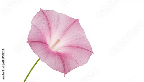 Ipomoea flower, also known ...
