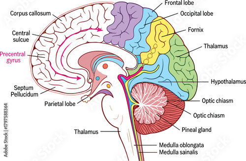 Detailed colorful vector cross-section diagram of the human brain with labeled anatomical structures, including lobes, sulci, corpus callosum, and deep brain regions, suitable for medical education an
