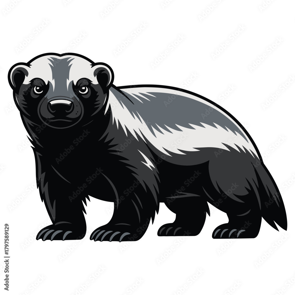 Fototapeta premium honey badger