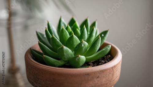 Succulent plant housed in a...
