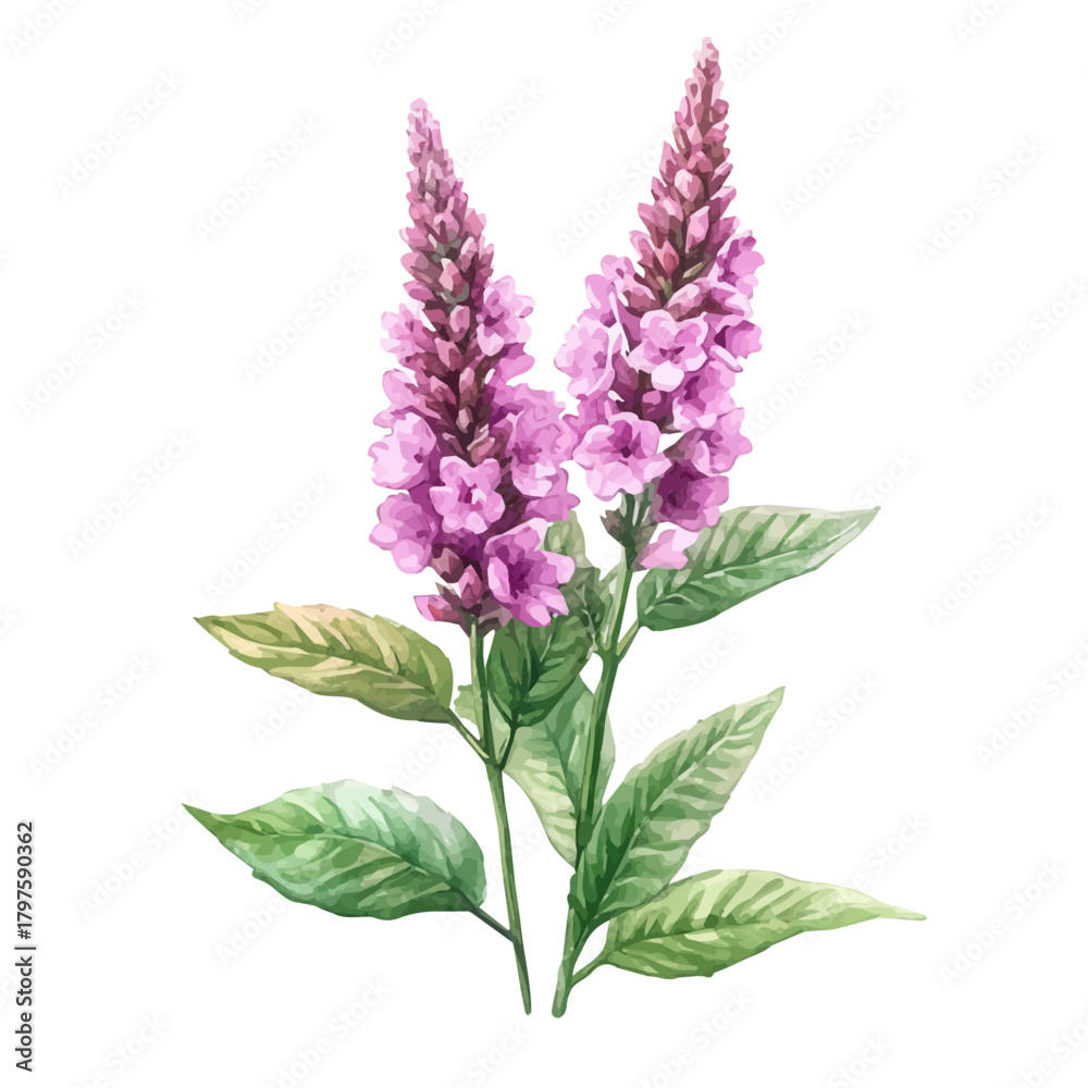 Obraz premium Pachystachys Flower, watercolor painting with colorful accents, isolated on a white background.