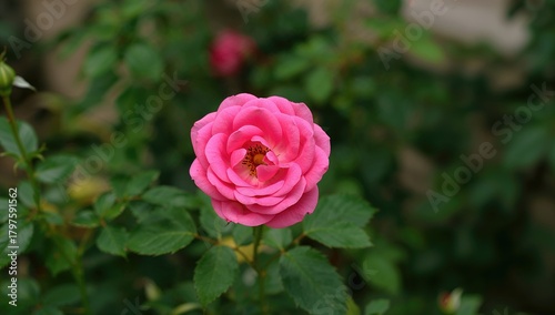 A perennial plant characterized by its long lifespan, suitable for sustainable gardening, Earth Day