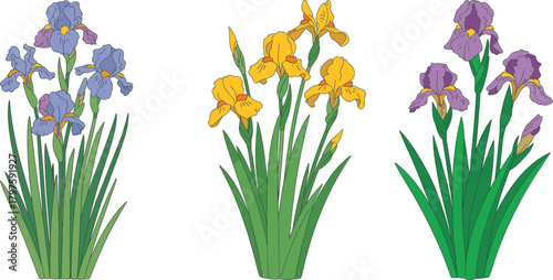 Colorful iris flower illustration set with detailed petals and leaves, botanical garden plants, vibrant garden blooms, floral nature design vector graphics