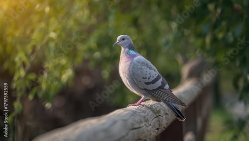 Wood Pigeon resting on a ha...