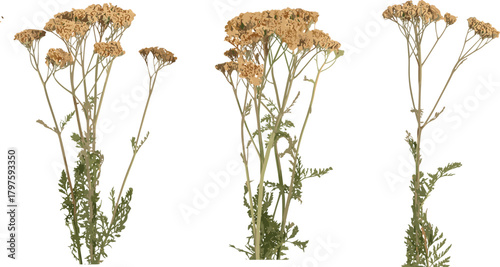 Dried flowering plant illustration set, stylized botanical vector, yellow-brown flower clusters and fern-like leaves, nature clipart, herbarium design elements
