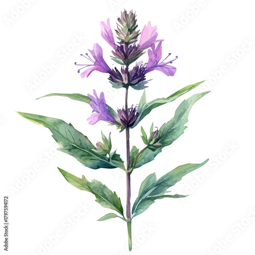 Monarda Flower, watercolor illustration featuring soft shadows and luminous, isolated on a white background.