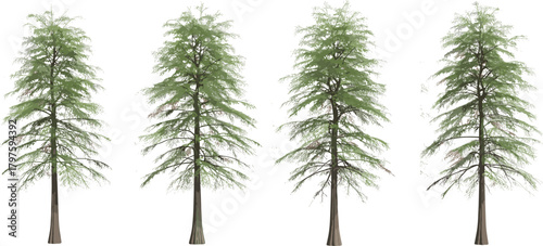 Feathery foliage trees illustration, botanical vector set, tall slender trunks, sparse greenery, landscape design elements, nature clipart, isolated on white