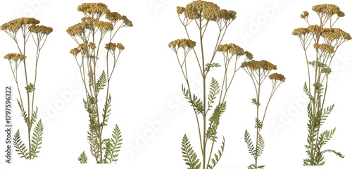Flowering plant illustration set, stylized botanical vector, yellow flower clusters and fern-like leaves, nature clipart, herbarium design elements