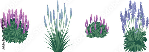 Lavender plant illustration set, stylized botanical vector, purple flower spikes and green foliage, nature clipart, garden design elements, isolated
