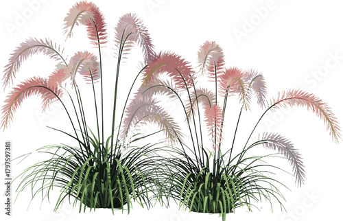 Ornamental grass illustration set, stylized botanical vector, feathery flower spikes in pink and purple, nature clipart, isolated on white