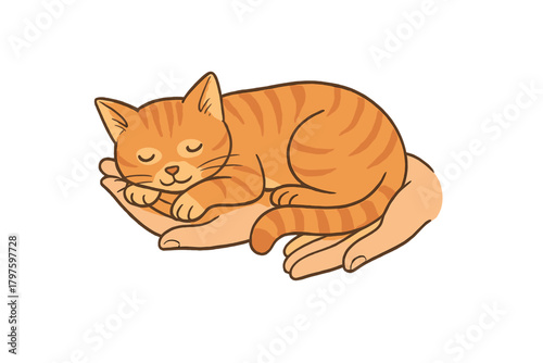Cute sleeping orange tabby kitten curled up safely in the palm of human hands