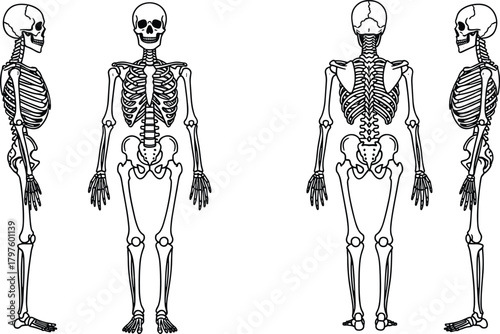 Detailed human skeleton illustration showing multiple anatomical views, medical anatomy reference diagram, educational bone structure chart, scientific biological skeletal artwork